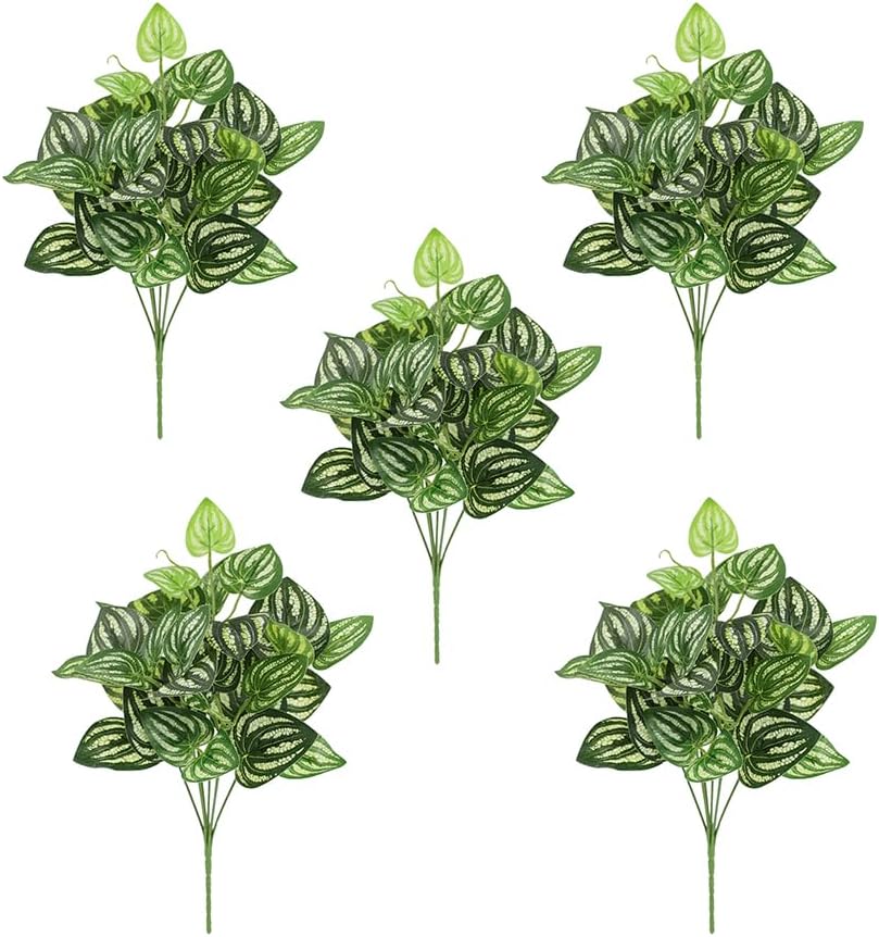 5Pcs Watermelon Peperomia Arti - Peperomia Watermelon 评论和价格