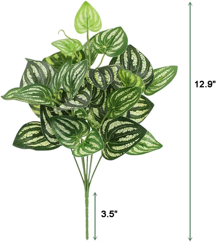 5Pcs Watermelon Peperomia Arti - Peperomia Watermelon 评论和价格